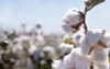 7 Things You Didn't Know About Cotton